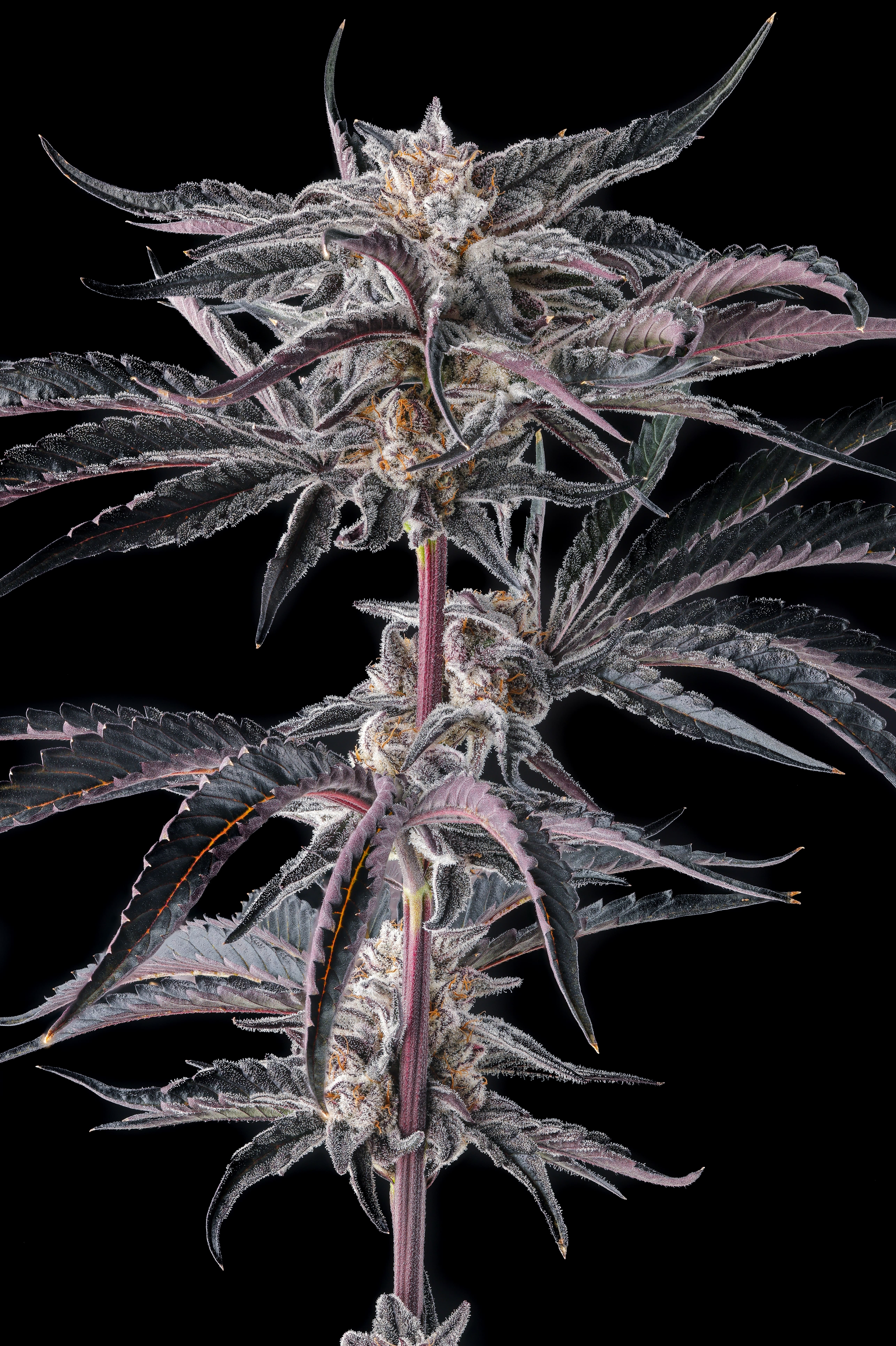 Nakamarra Feminized Seeds