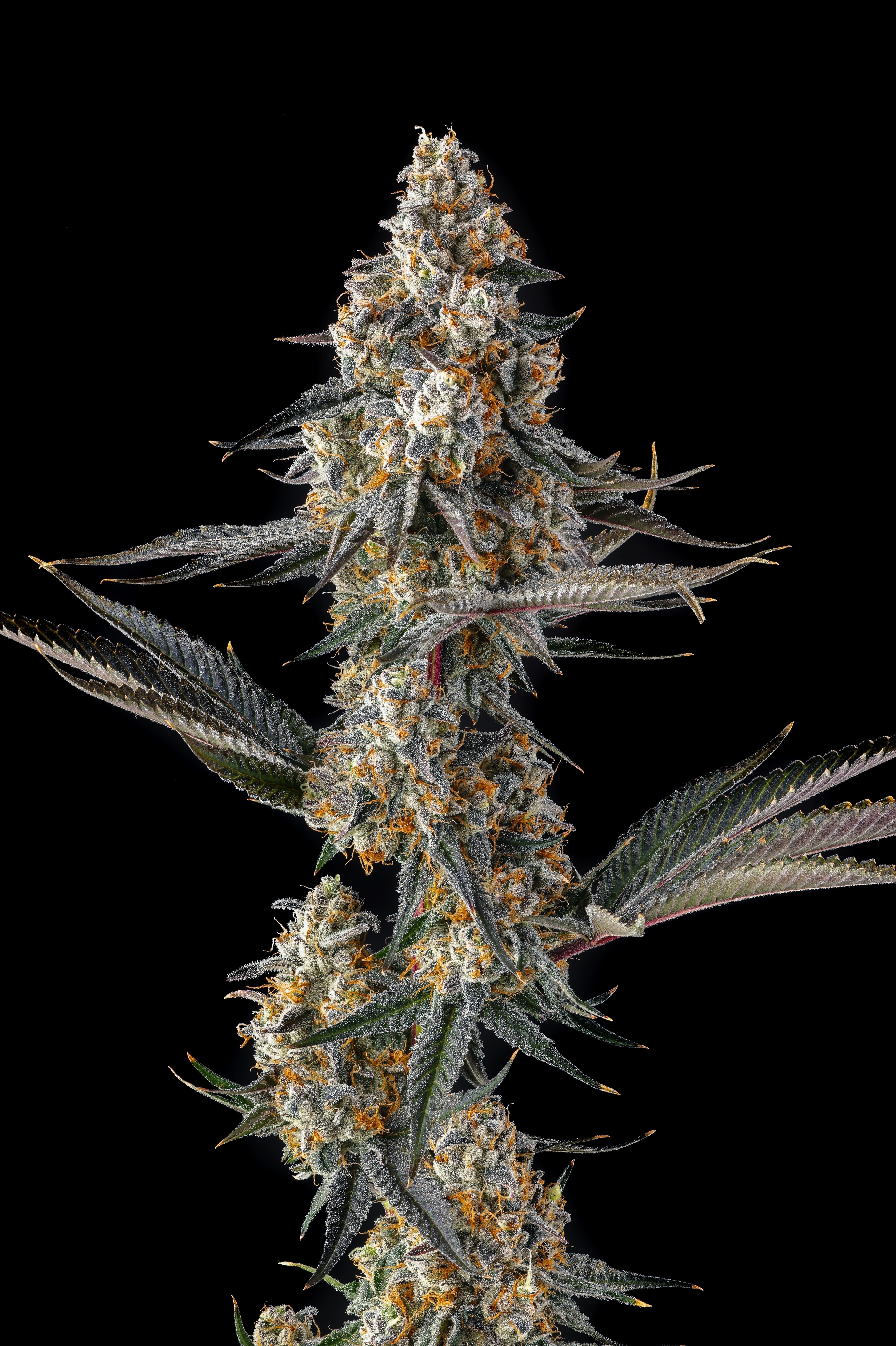 La Llorona Feminized Seeds
