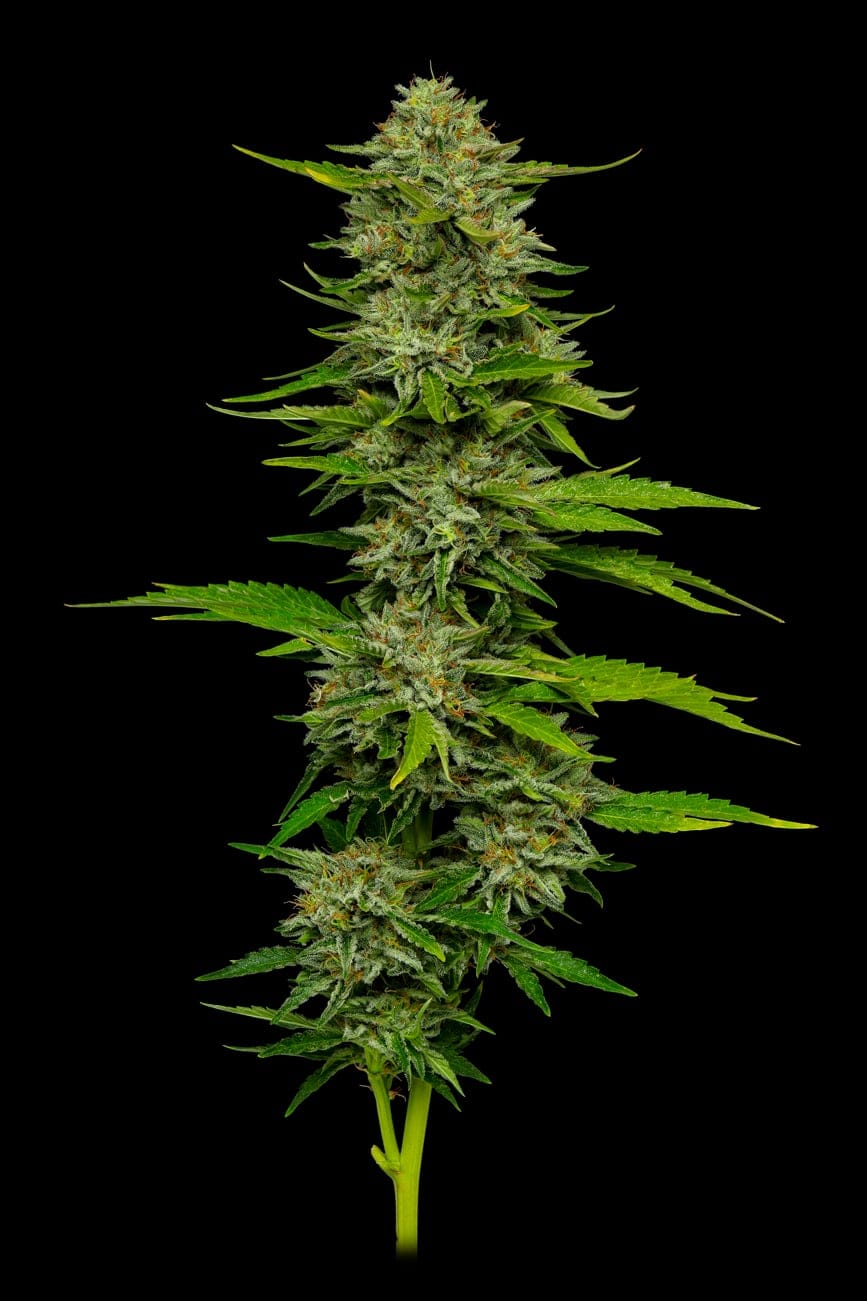 One Love Sativa Feminized Seeds