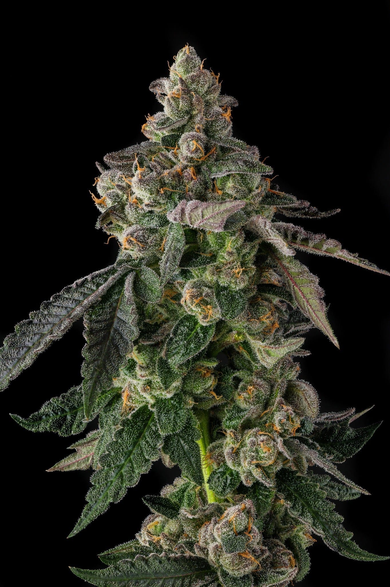 Wokstar Feminized Seeds