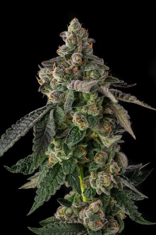Wokstar Feminized Seeds