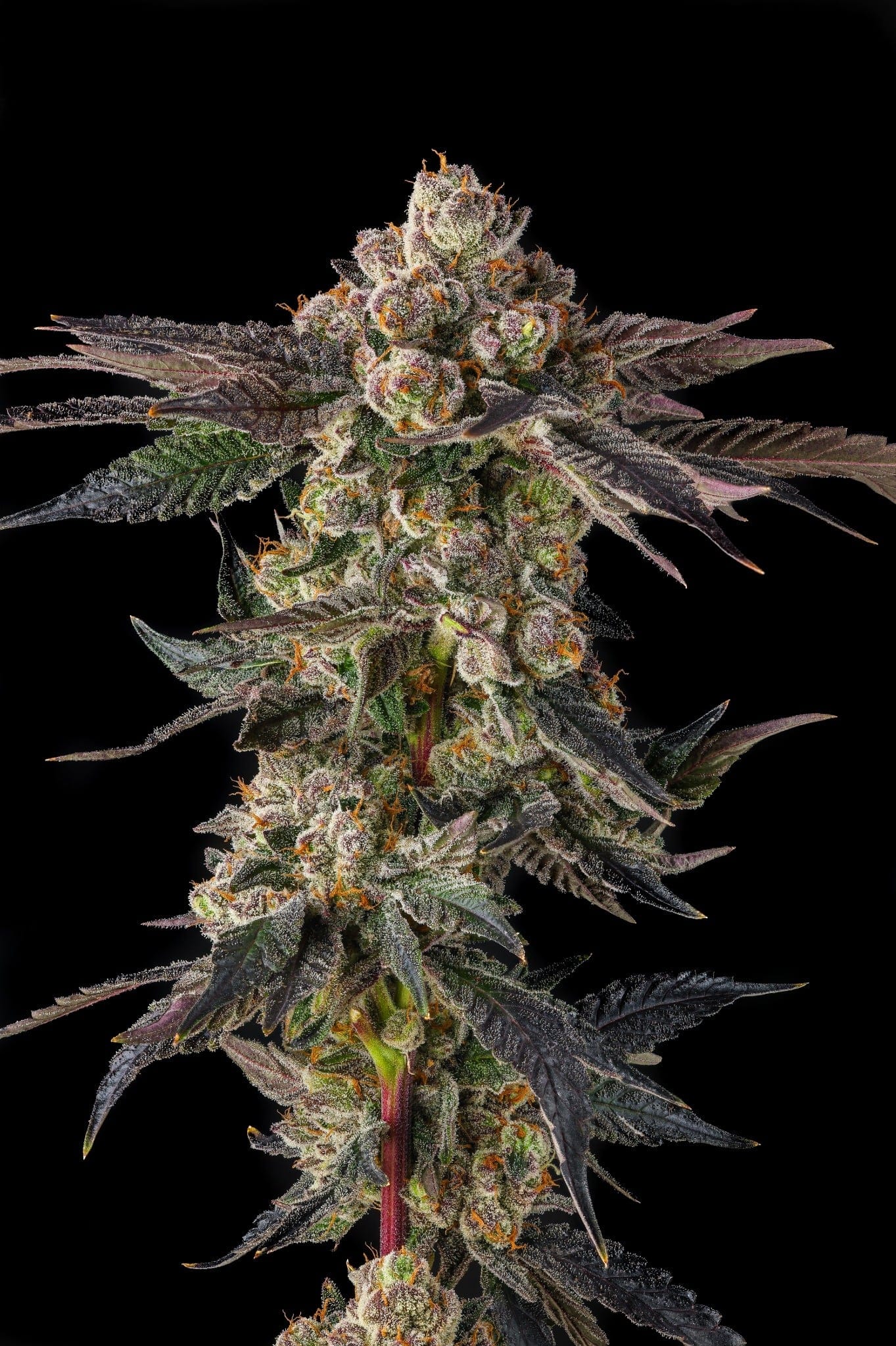 Pamellowz Feminized Seeds