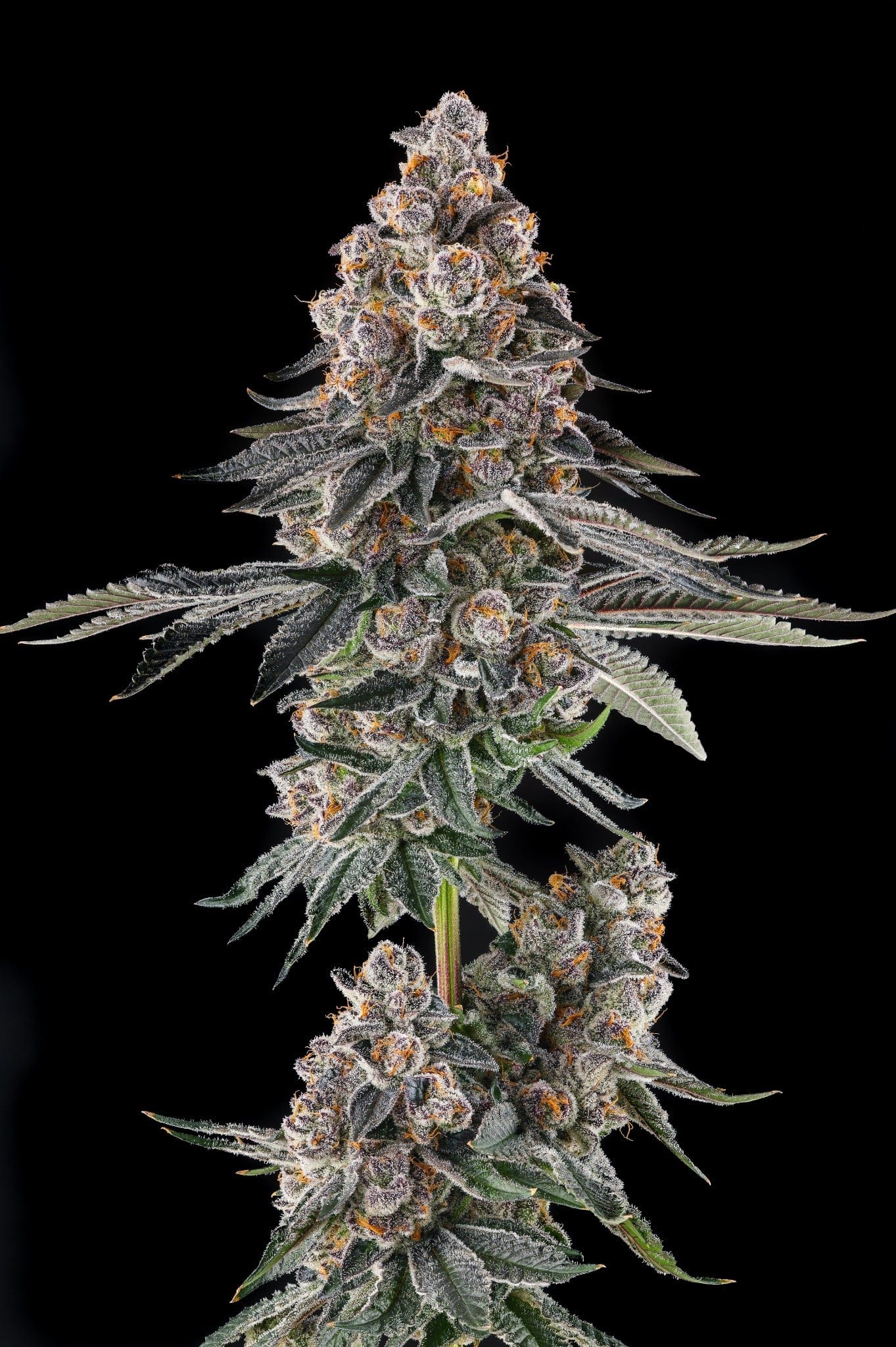Mailbox Money Feminized Seeds