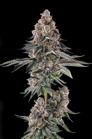 Mailbox Money Feminized Seeds