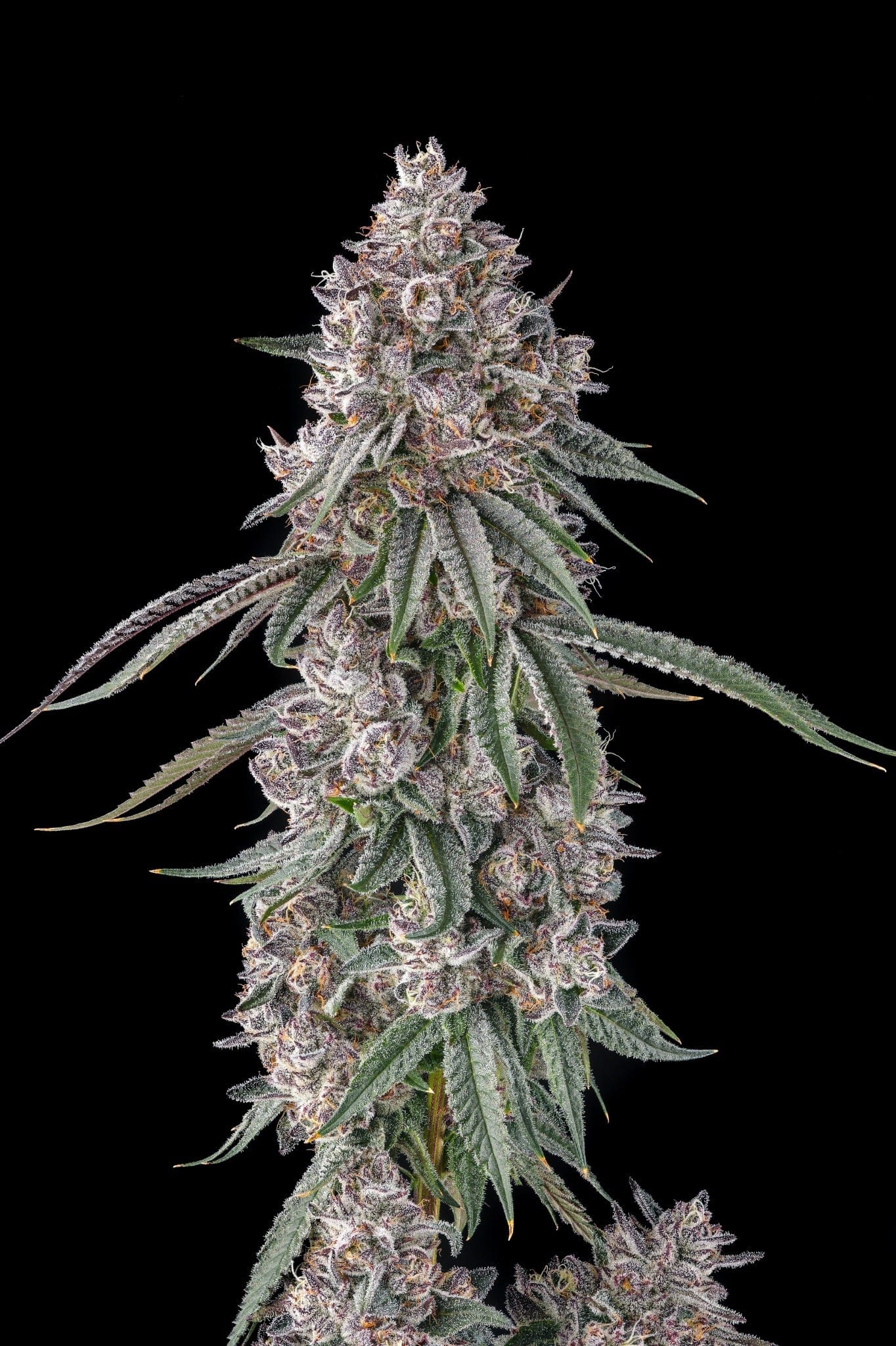 Lemon Chain Feminized Seeds