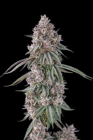 Lemon Chain Feminized Seeds