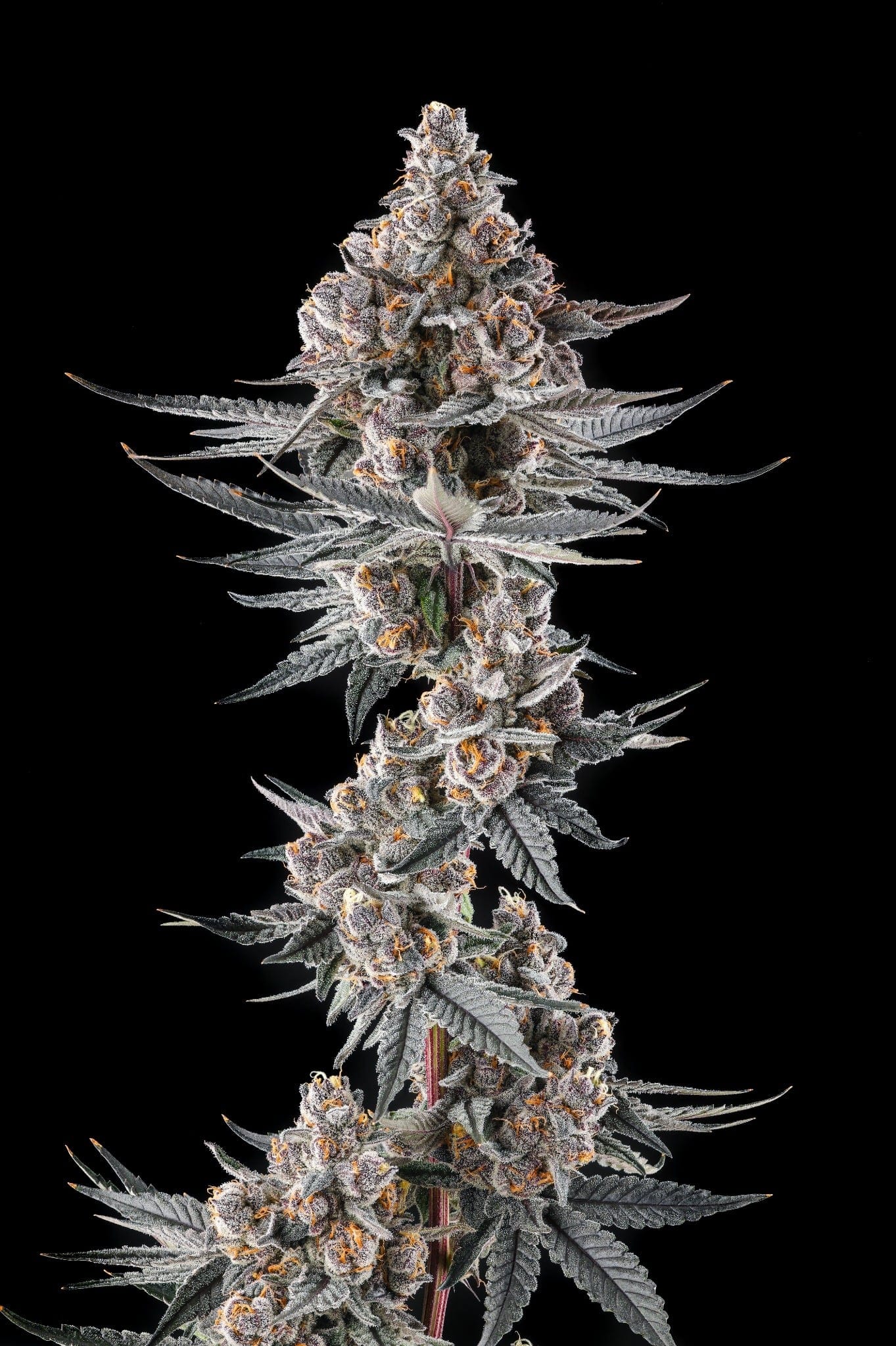 Eye Of JAH Feminized Seeds