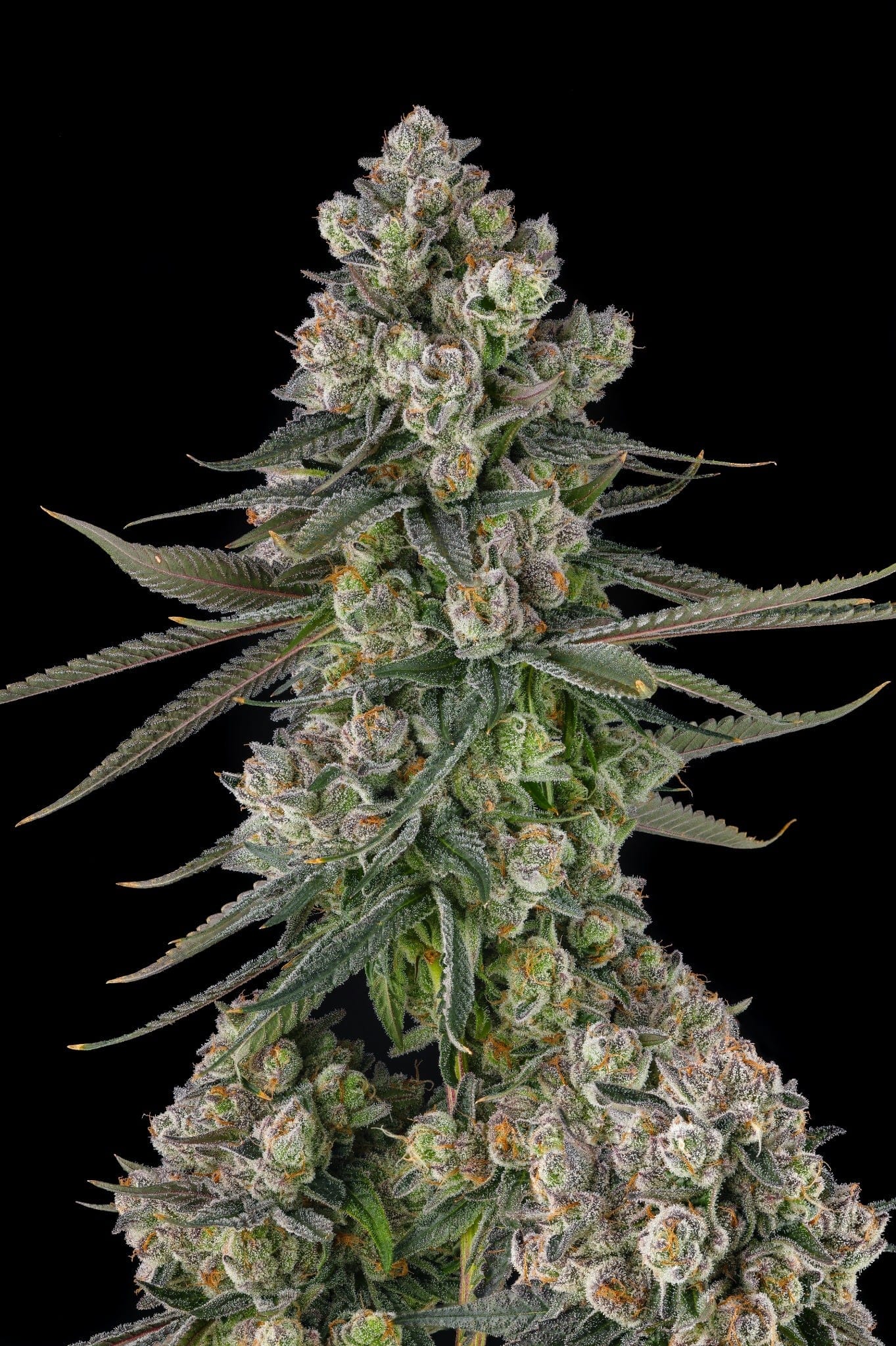Glue Lotus Feminized Seeds