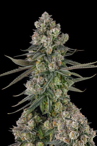 Glue Lotus Feminized Seeds