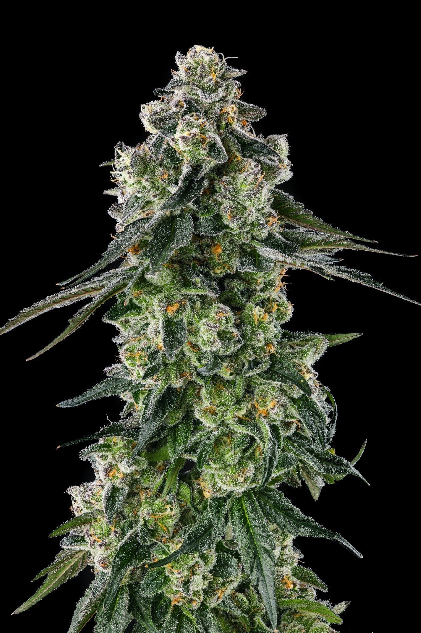 Afters Feminized Seeds