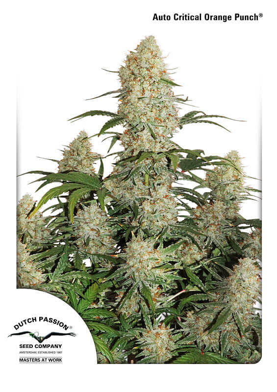 opgraven diepvries opslag Critical Orange Punch Auto Feminised Seeds