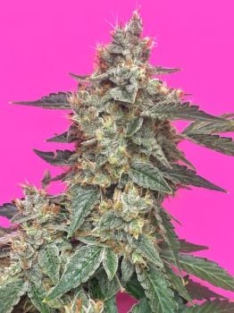 Aunt Ginny's Elixir CBD Auto Feminised Seeds-MEPH-AGEL-CBD-AUTO-FEM