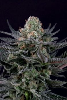 Caramba Feminised Seeds-PARA-CARA-FEM