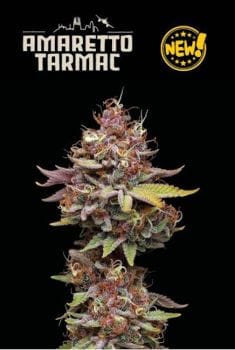 Amaretto Tarmac Feminised Seeds-SEST-AMTA-FEM