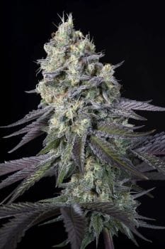 Purple Mints Feminised Seeds-PARA-PURMIN-FEM