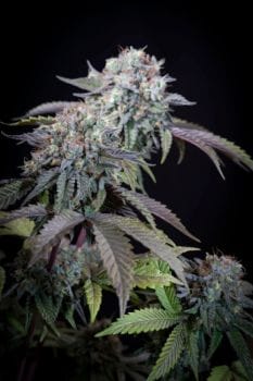 Gulupa Feminised Seeds-PARA-GUL-FEM