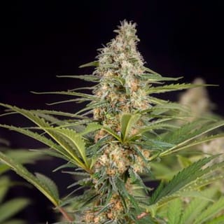 Cali Crasher Feminised Seeds-DRCH-CALCR-FEM
