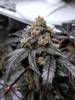 Ravenberry Auto Feminised Seeds-MEPH-RVNBRY-AUTO-FEM