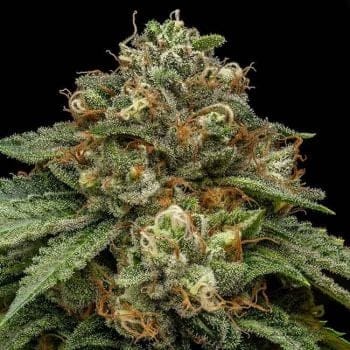 Kroma Feminised Seeds-RIPP-KROM-FEM