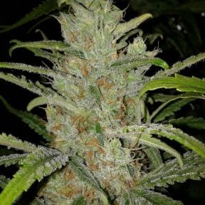 White Grapefruit Feminised Seeds-FMLWG