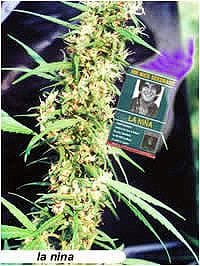 La Nina Regular Seeds - 18-MRNLAN