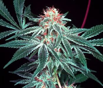 Shark Shock Regular Seeds - 18-MRNSS