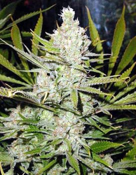 Super Silver Haze Regular Seeds - 18-MRNSSHZ