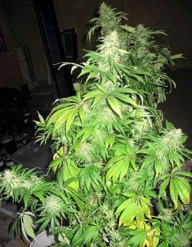 Critical Mass Mr Nice Regular Seeds - 18-MRNCM