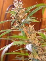 Afghan Haze Regular Seeds - 18-MRNAFHZ
