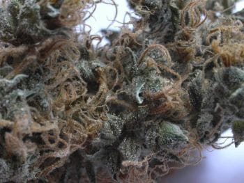 NHS Regular Seeds - 18-MRNNL5HZXSK