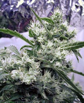 AK47 Regular Seeds - 11-SRSAK