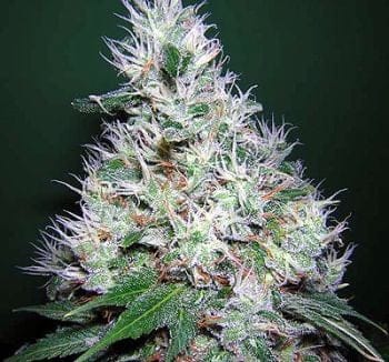 Bubble Gum Regular Seeds - 11-SRSBG