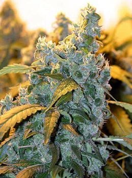 Chronic Regular Seeds - 11-SRSCH