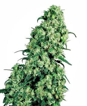 Skunk #1 κανονικός σπόροι - 10-SEN347