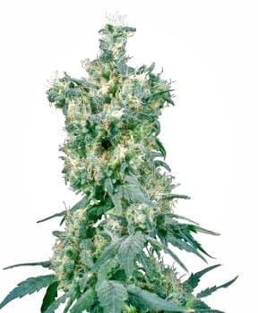 American Dream Regular Seeds - 10-SEN2320