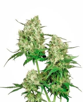 Maple Leaf Indica Almindelig Frø - 10-SEN2309