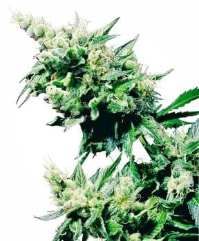 Hash Plant Regular Seeds - 10-SEN2315