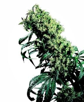 Northern Lights #5 x Haze Regular Seeds - 10-SEN2305