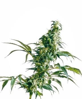Mexican Sativa κανονικός σπόροι - 10-SEN337