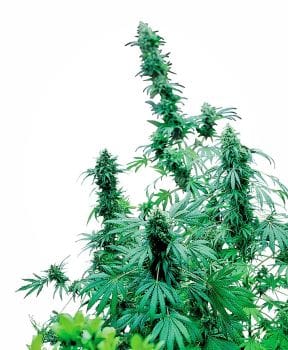 Early Skunk Regular Seeds - 10-SEN2302
