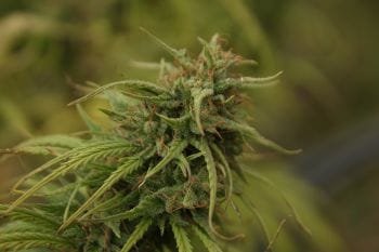 Neville's Skunk Regular Seeds - 18-MRNNSK
