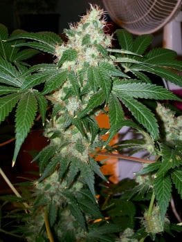 Chem Valley Kush Regular Seeds-CC-003