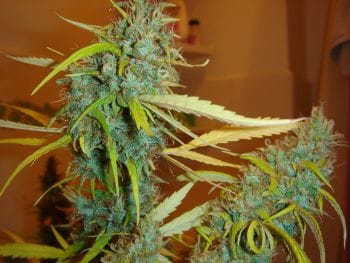Angel Heart (Mango Haze x Afghan Skunk) Regular Seeds - 18-MRNSANHT