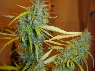 Angel Heart (Mango Haze x Afghan Skunk) Regular Seeds - 18-MRNSANHT