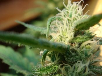 Angel's Breathe (Mango Haze x Afghan Haze) Regular Seeds - 18-MRNSANBE