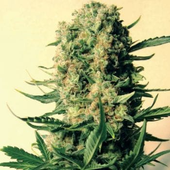 Critical Skunk Regular Seeds - 18-MRNCS