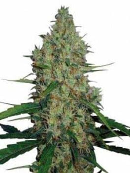 G13 Haze Regular Seeds - 18-MRNG13H