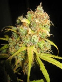 NL5 x Afghan Regular Seeds - 18-MRNNLA