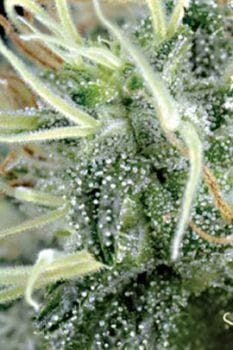 NL5 x Haze Regular Seeds - 18-MRNNL5H
