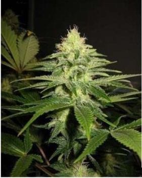 NL5 x Skunk Regular Seeds - 18-MRNNL5SK